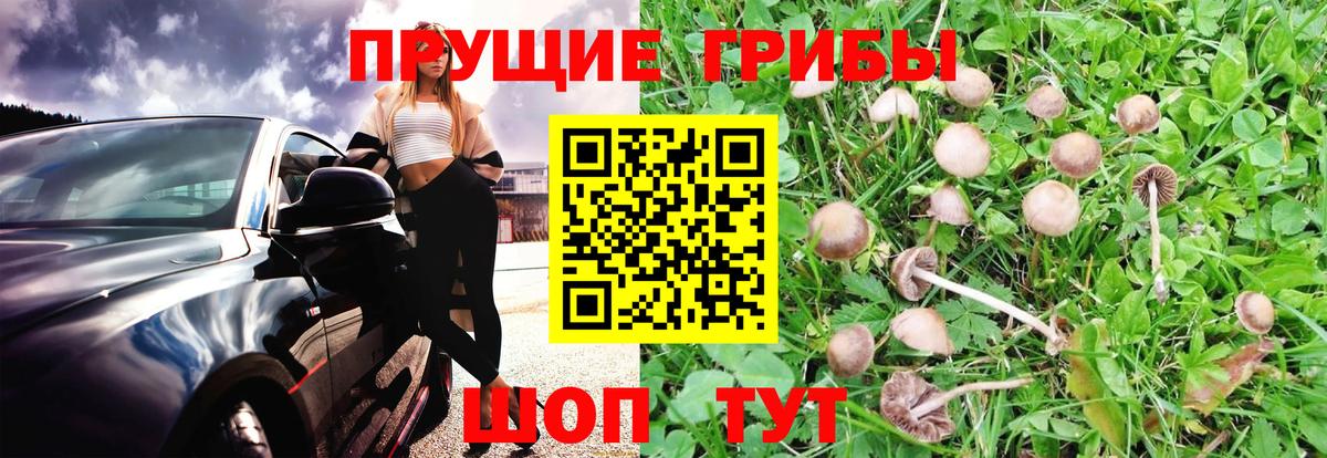 Галлюциногенные грибы GOLDEN TEACHER  где можно купить наркотик  Выборг  Псилоцибиновые грибы прущие грибы  Вход с VPN 